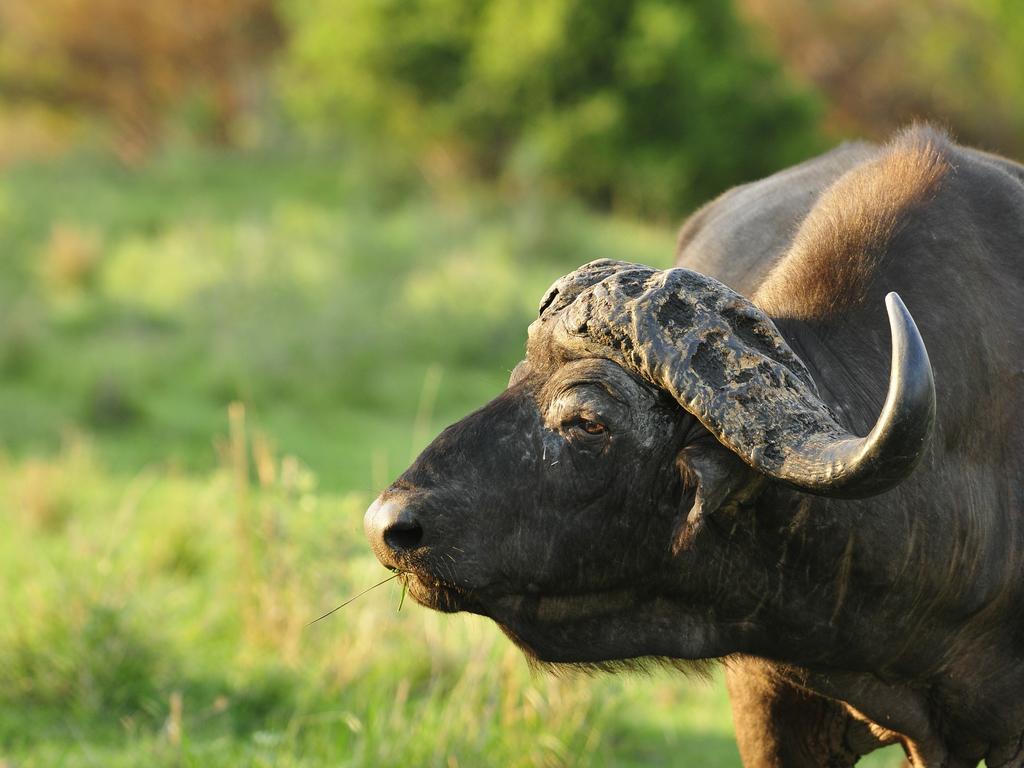 Inyati Game Lodge Резерват Саби Сенд Гейм Екстериор снимка