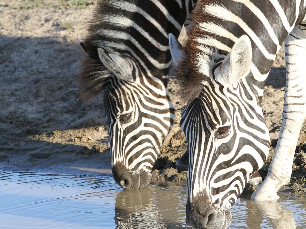 Inyati Game Lodge Резерват Саби Сенд Гейм Екстериор снимка