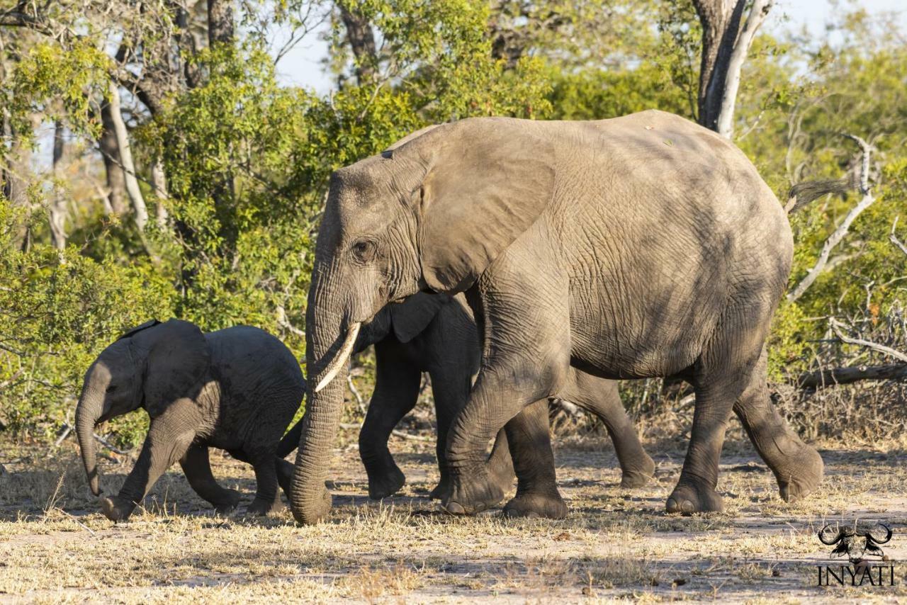 Inyati Game Lodge Резерват Саби Сенд Гейм Екстериор снимка
